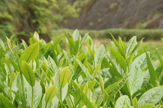 潮安鳳凰單叢十大名樅是什么，烏崠十大古樹名香品種介紹