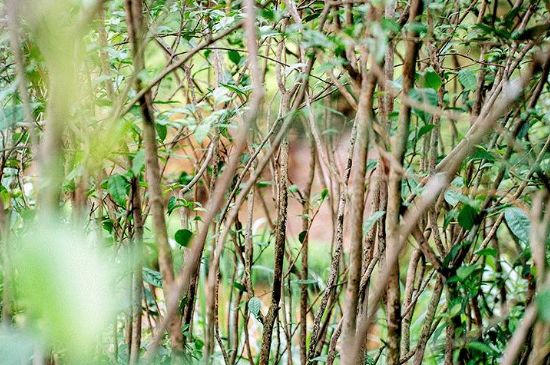 荒野銀針有什么特點(diǎn)，荒野銀針的味道口感咋樣？