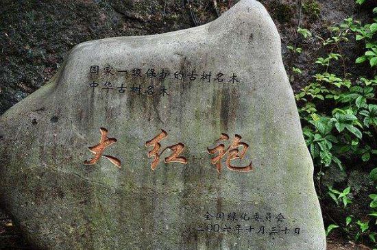 母樹大紅袍給誰喝了，為什么母樹大紅袍叫三棵六株？