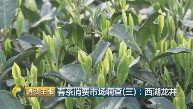 龍井群體種和43號的區(qū)別圖片，龍井43和群體種哪個好喝？