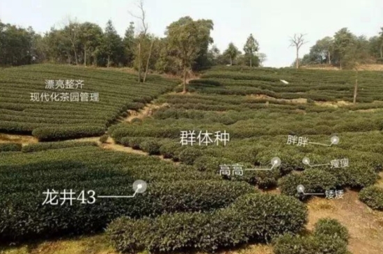 43號(hào)龍井屬于好茶嗎，龍井茶43號(hào)是什么意思？