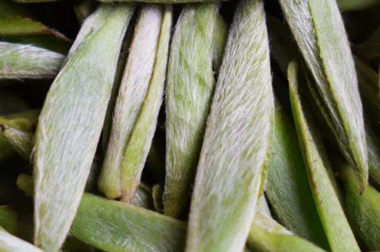 荒野銀針有什么特點(diǎn)，荒野銀針的味道口感咋樣？