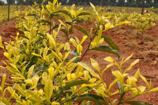 茶中奇葩黃金芽，安吉白茶中黃金芽的特點