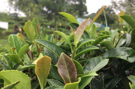 43號(hào)龍井屬于好茶嗎，龍井茶43號(hào)是什么意思？