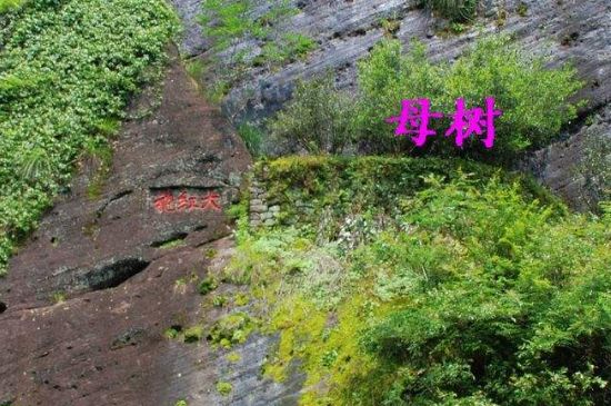 大紅袍拼配什么意思，大紅袍用什么茶拼配的