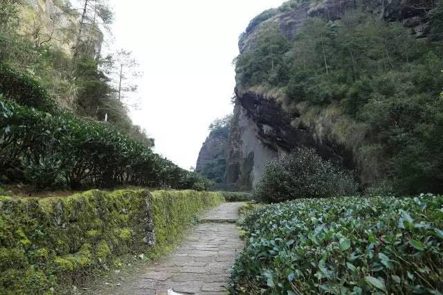 武夷山為什么盛產(chǎn)茶葉，武夷山茶為什么好喝？