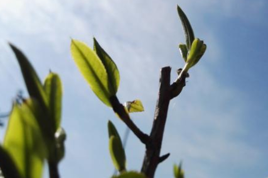 潮安鳳凰單叢十大名樅是什么，烏崠十大古樹名香品種介紹