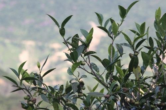 單叢茶十大香型以及常見品種大全，潮安鳳凰單樅十大名香歸類