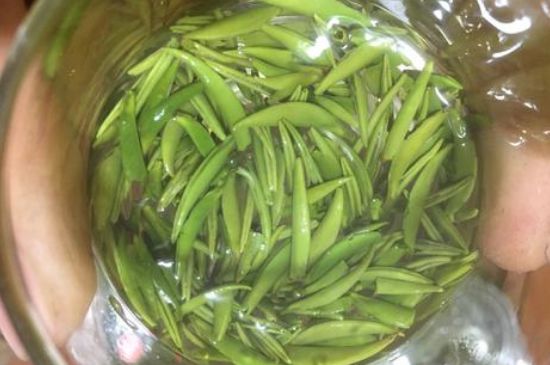 雀舌有一股青草味，雀舌為什么有青草味？