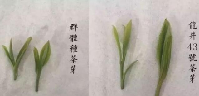 43號(hào)龍井屬于好茶嗎，龍井茶43號(hào)是什么意思？