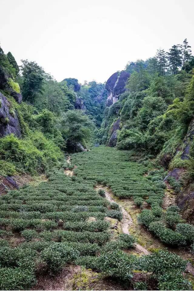 武夷山為什么盛產(chǎn)茶葉，武夷山茶為什么好喝？