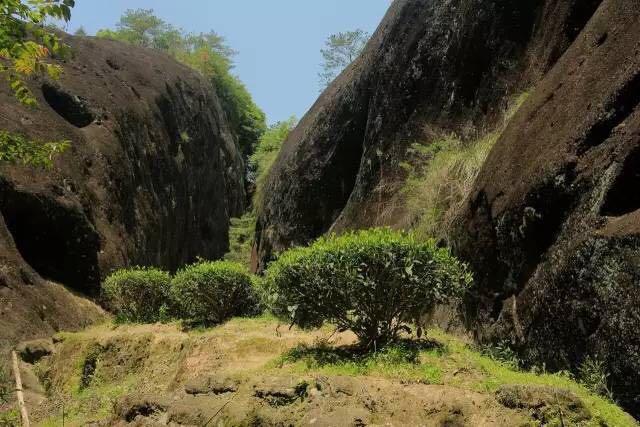 武夷山為什么盛產(chǎn)茶葉，武夷山茶為什么好喝？