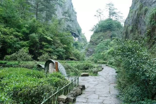 武夷山為什么盛產(chǎn)茶葉，武夷山茶為什么好喝？