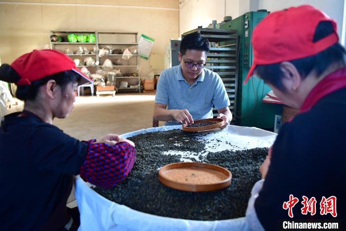 圖為張元豪在生產車間內與工人一起查看茶葉品質?！埍?攝
